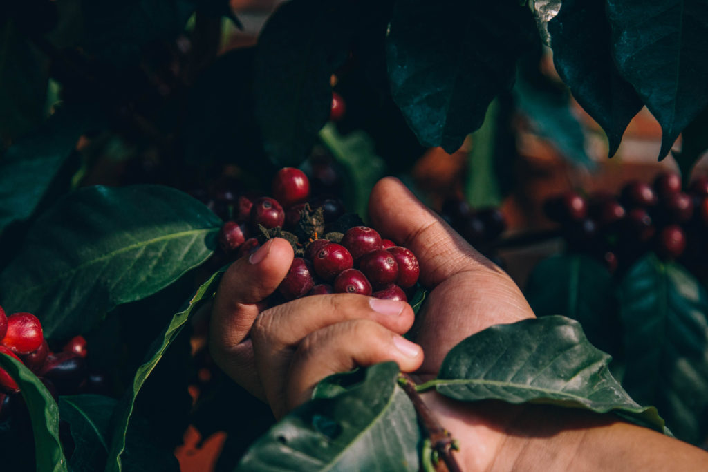 Colombia is one of the major coffee-producing countries in the world