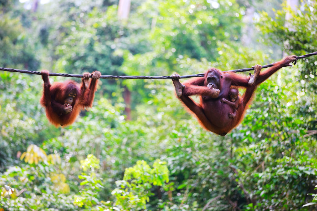 Experience the spectacular wilderness of Borneo's ancient forests