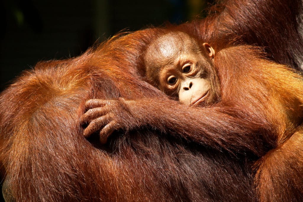 Head deep into Borneo's pristine rainforest for outdoor adventures alongside orangutans