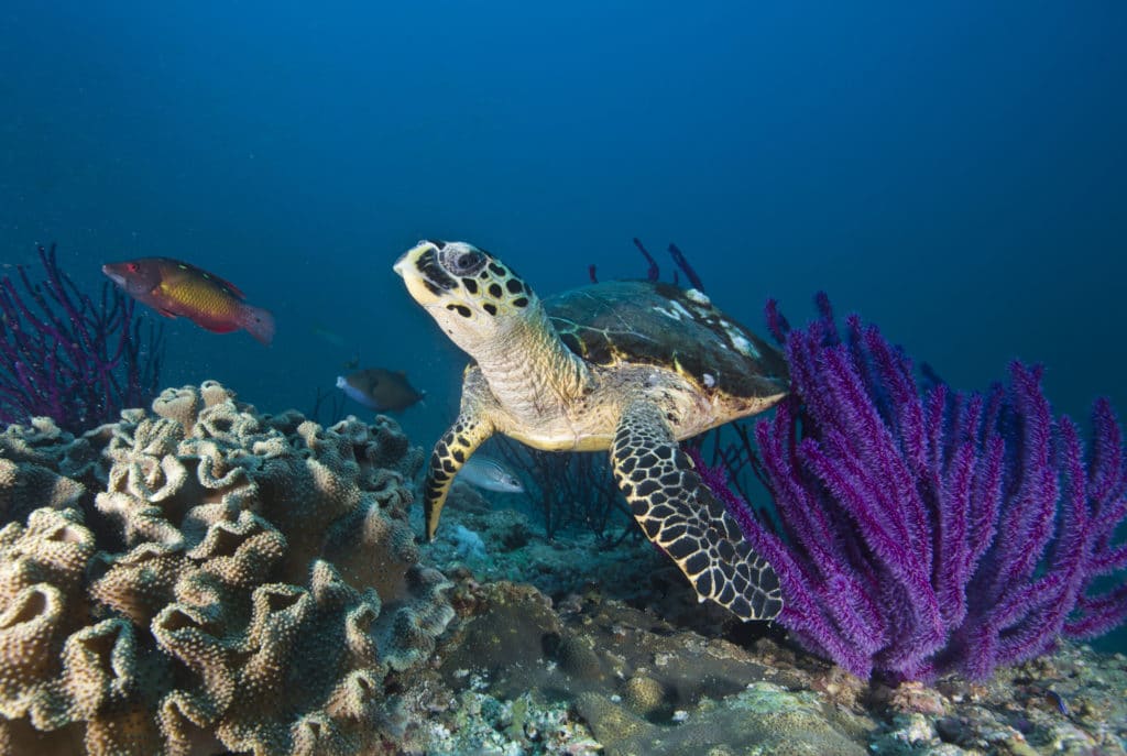 Dive in Oman offers some of the most amazing scuba diving experiences in the world