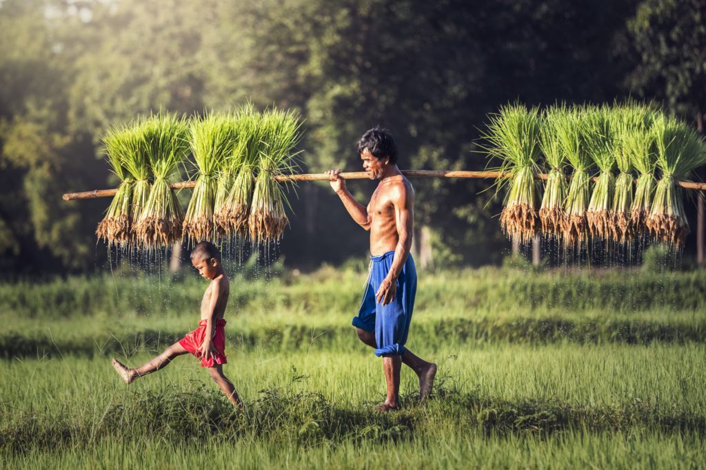 A farmer and his son prepare to plant the rice in the rainy season in Cambodia.