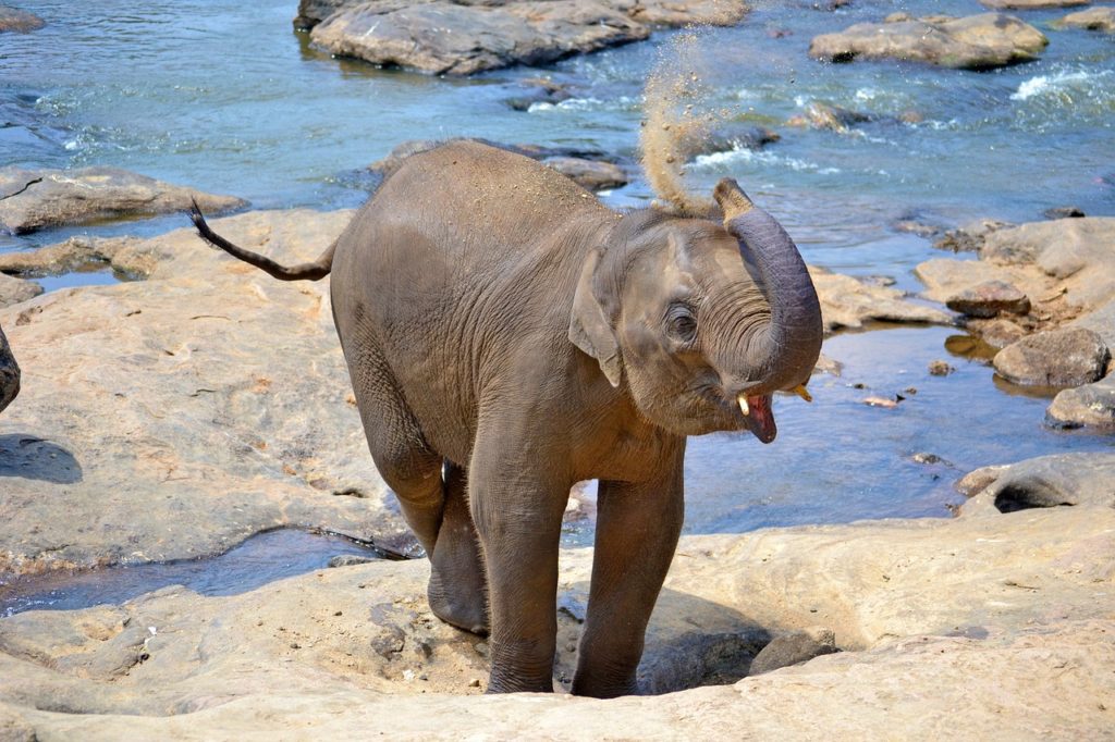 There is a huge population of elephants in Sri Lanka