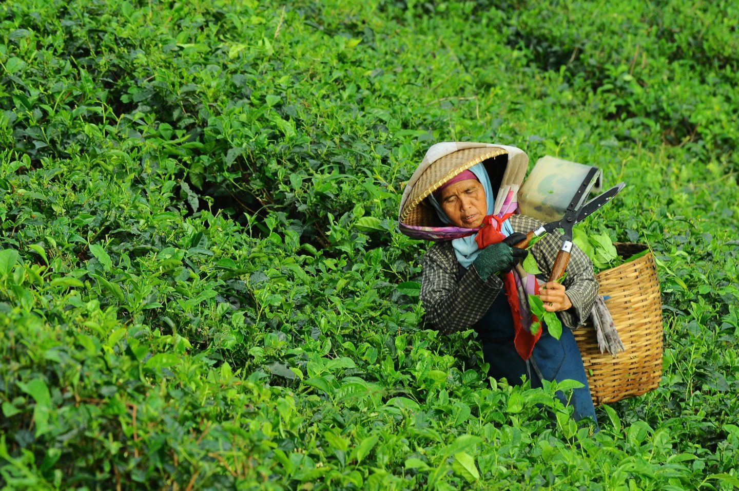 True tea-lovers will enjoy the variation of high-grown tea plantations in Sri Lanka