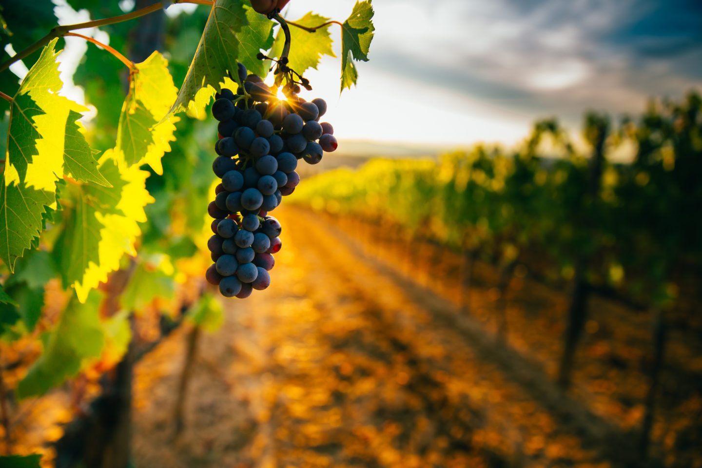 Discover the wineries in Tuscany