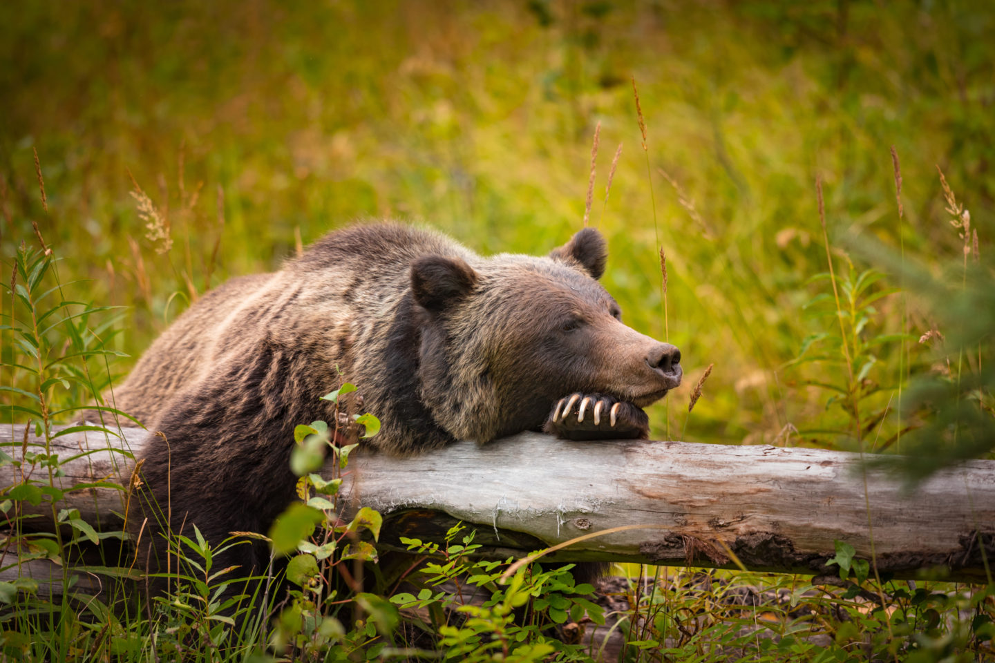 The Banff National Park in Alberta, Canada, has been home to grizzly bears for over 100 years