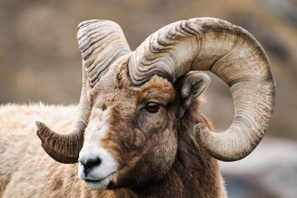 Both mountain goats and Rocky Mountain bighorn sheep live in Banff National Park