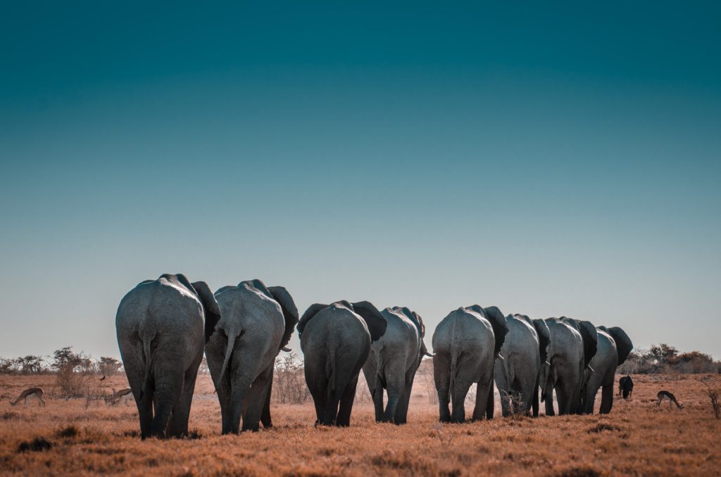 Have an incredible Safari Experience at Etosha National Park
