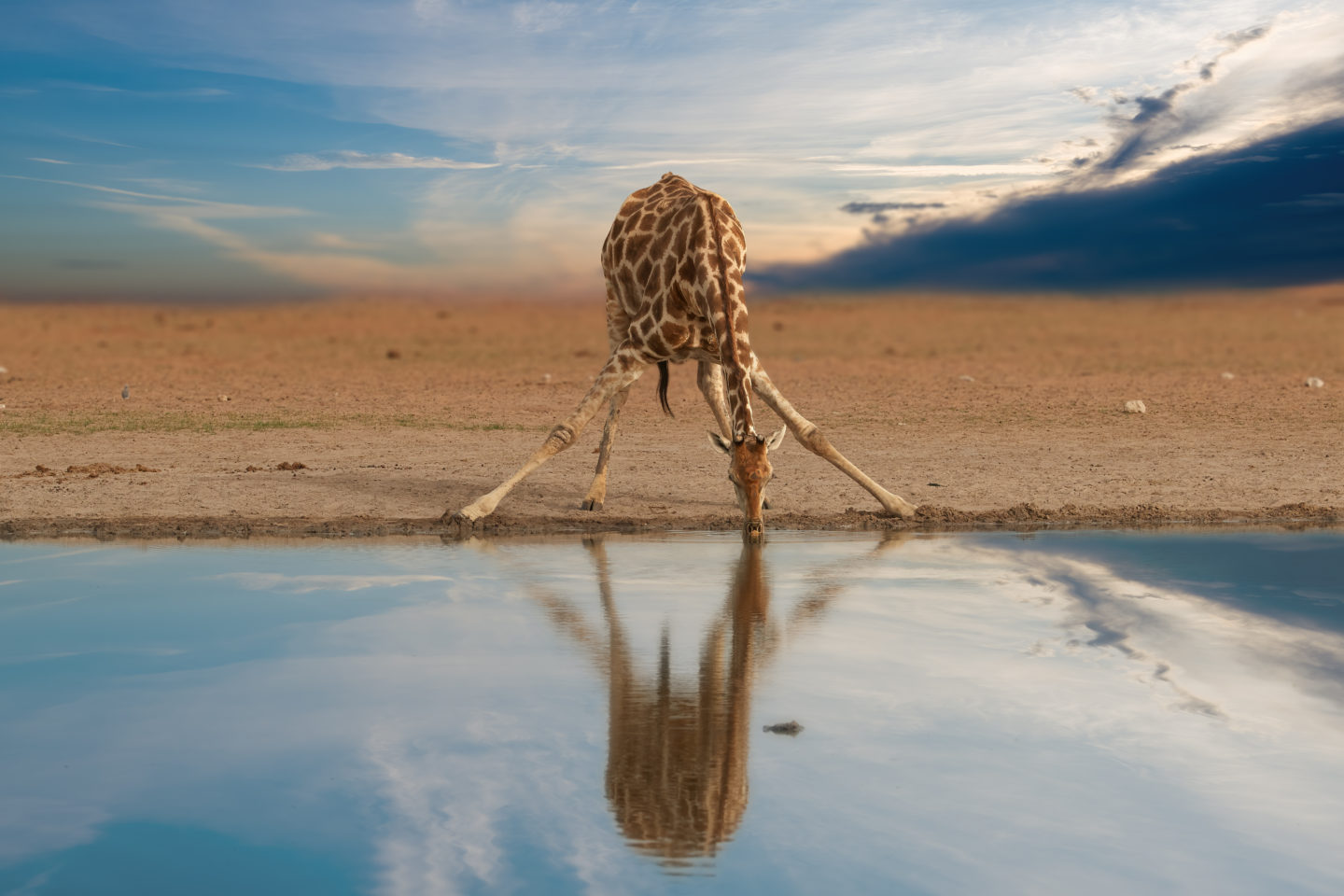 Giraffes drinking water at a waterhole in the Etosha National Park in Namibia