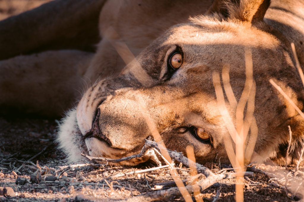 In Namibia, Lions are king of the beach