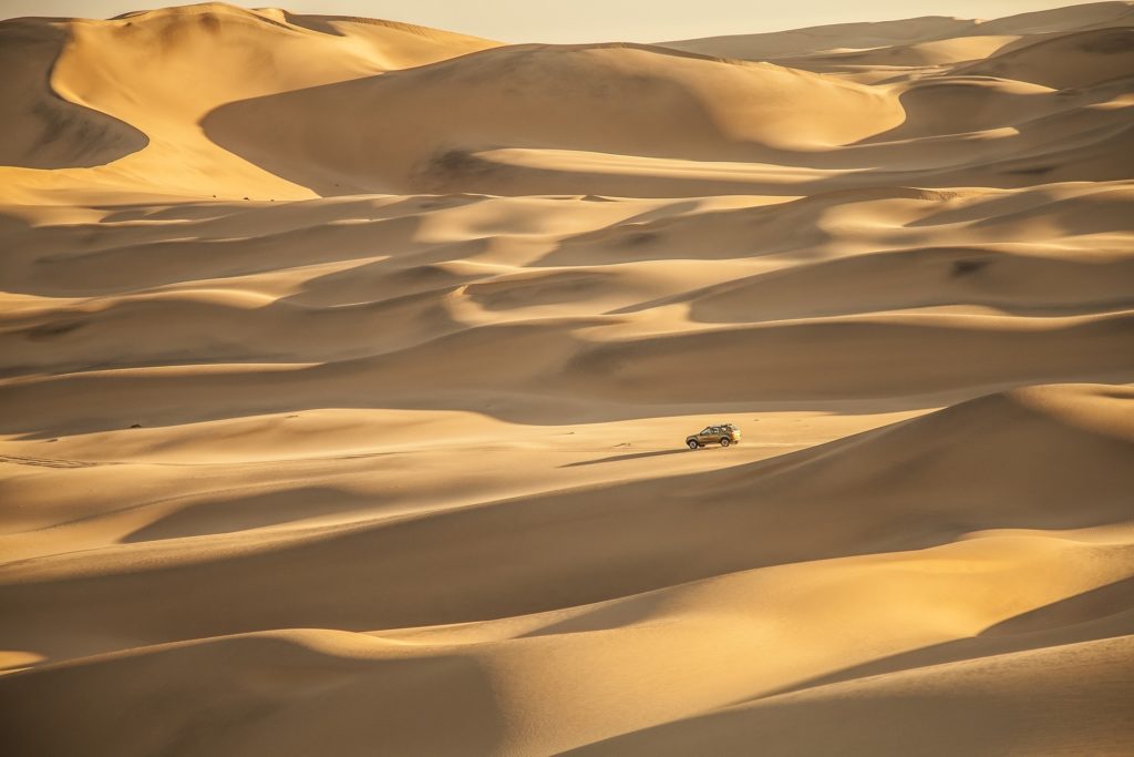 Explore the desert wildlife of Namibia's sand dunes