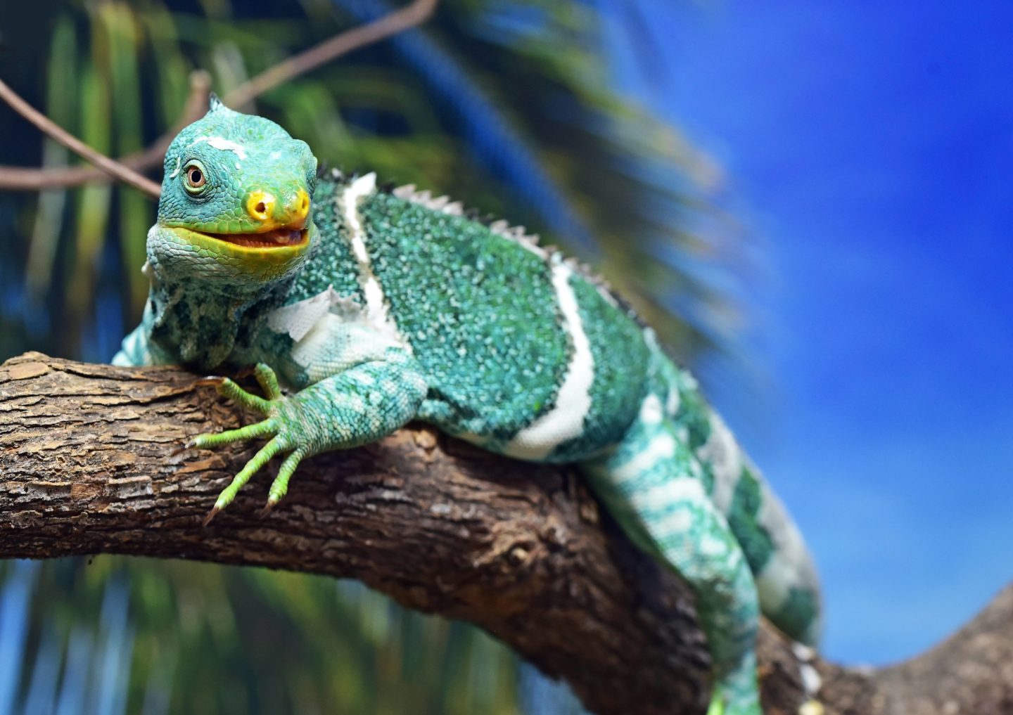 The crested iguana is a lizard and endemic to Fiji.