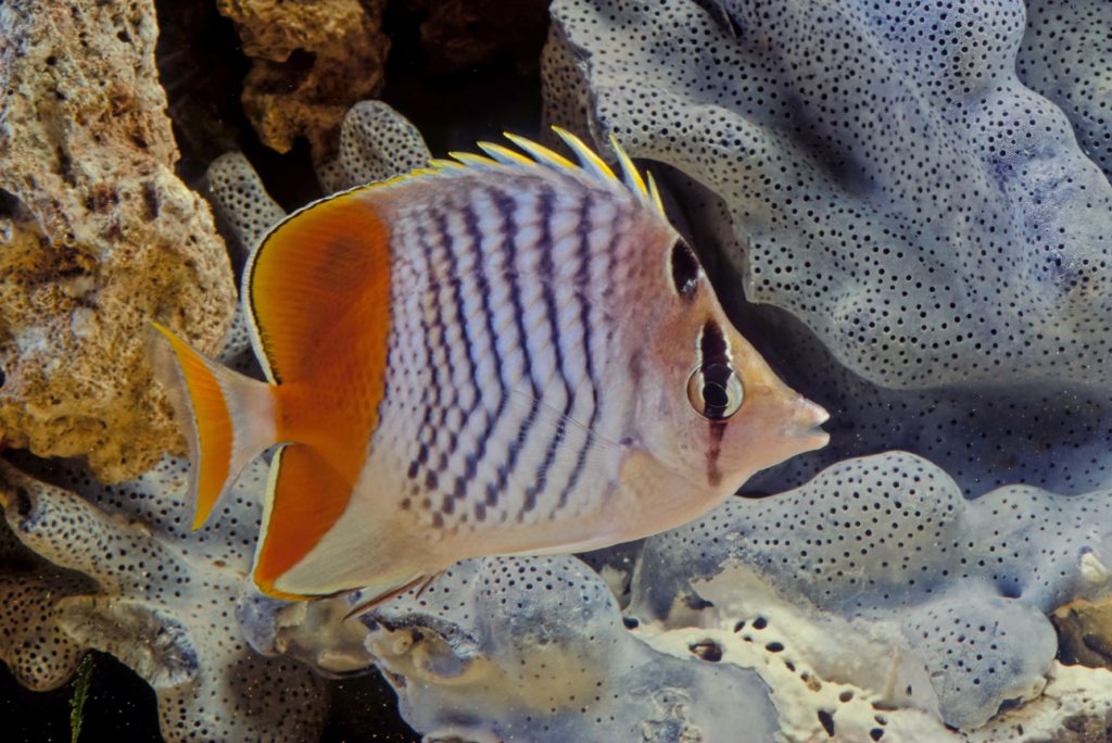 The colorful Pearl Scale Butterflyfish is native to the waters around Fiji.