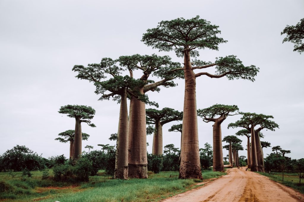 path crossing through Africa baobab tree