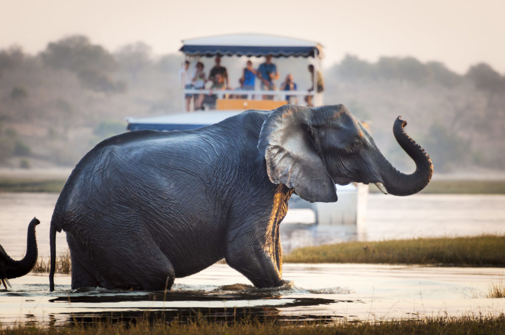 Tourist watching an elephant crossing a river in the Chobe National Park in Botswana, Africa