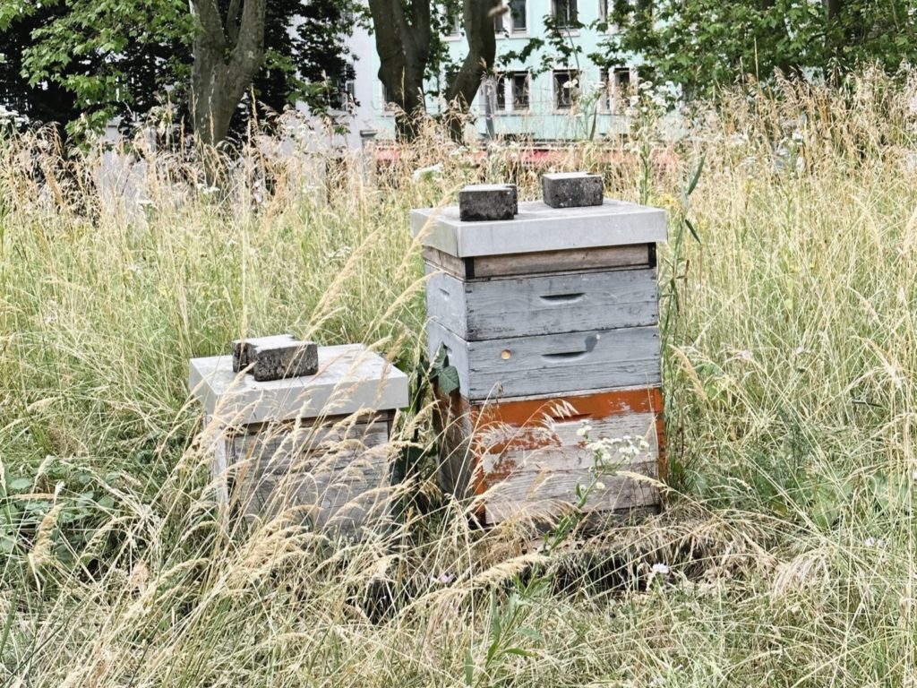 Bee hives on a rooftop