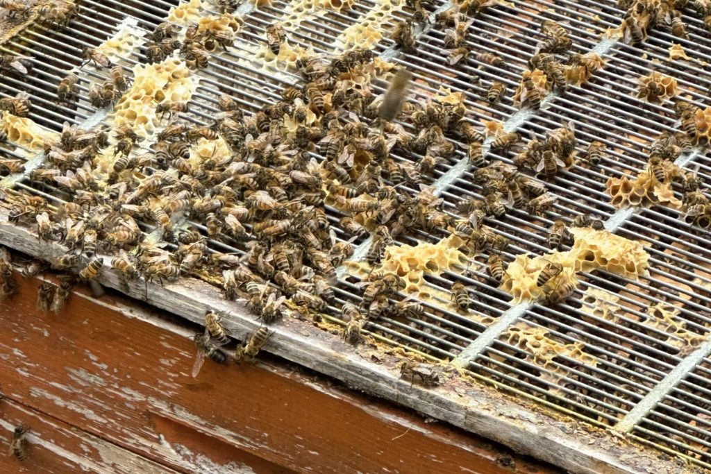 Bees on a grid