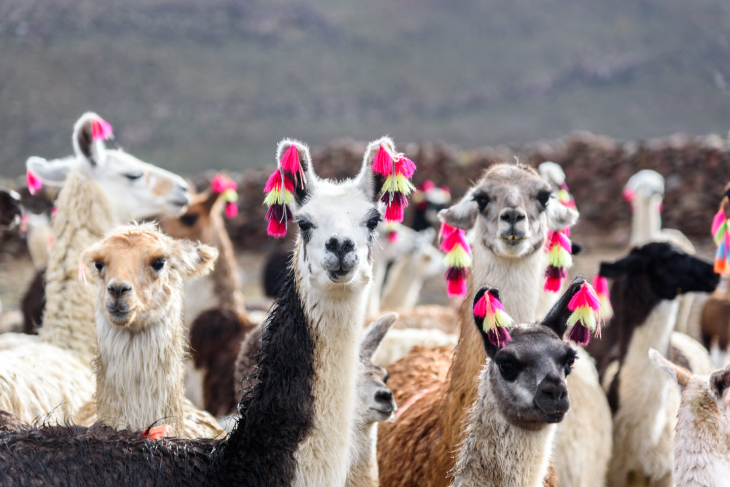 The highland of Bolivia is the home of the llama and where the story of Aiayu began