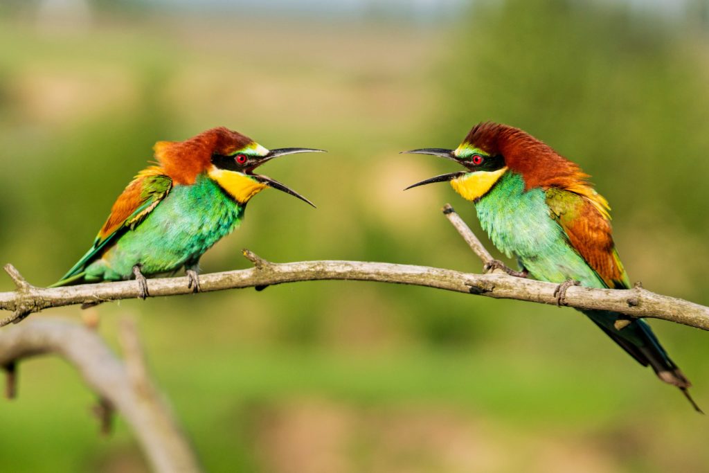 Two white-fronted bee-eater birds perched on a tree in Botswana.