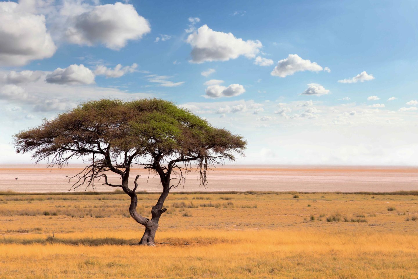 Acacia tree gracing the open savannah plains of East Africa, Botswana's Hwange.
