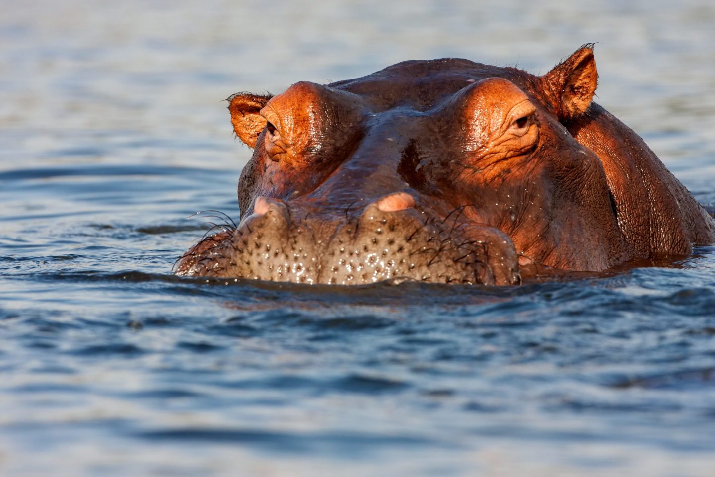 Adult male Hippopotamus floating in the River Chobe at Chobe National Park, Botswana.