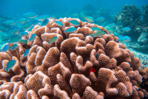 French Polynesia has more than a hundred paradise islands surrounded by marine life