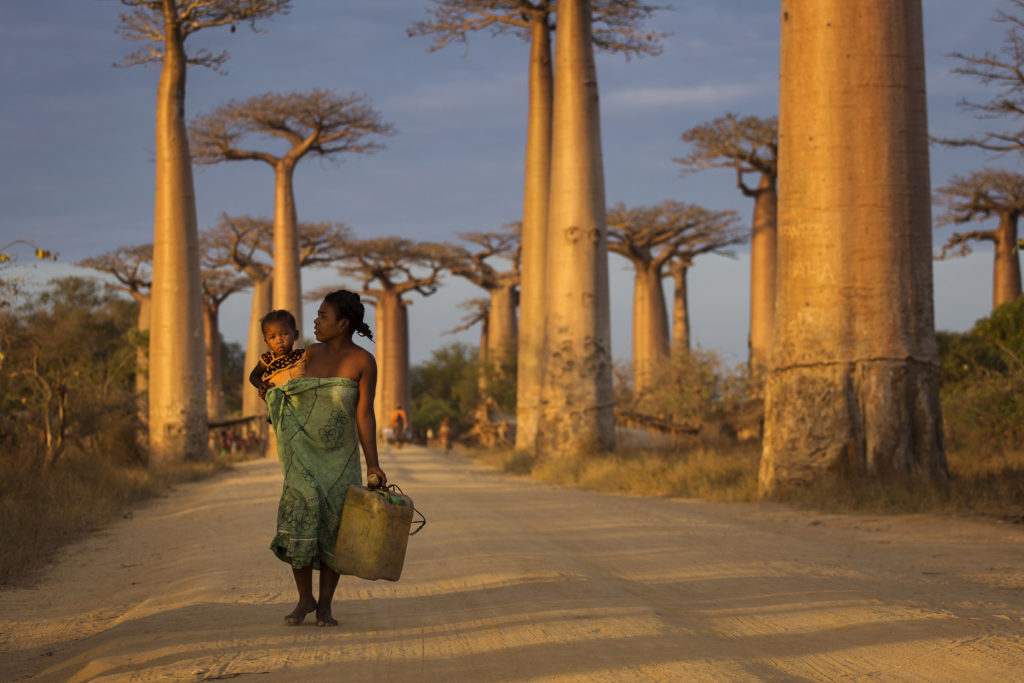 The Baobab Alley is one of the most beautiful sites on the Big Island of Madagascar