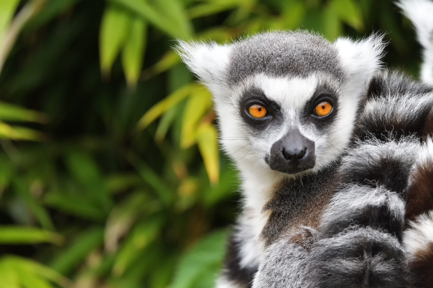 Hike through the rainforest of Madagascar in search of lemurs