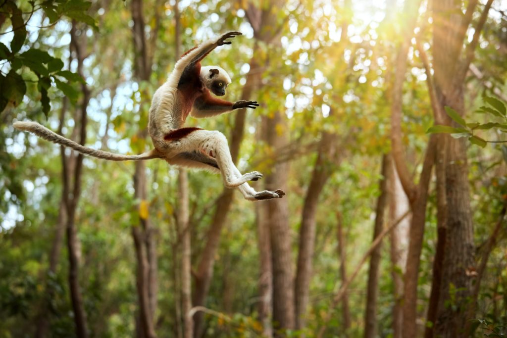 Numerous species of lemur live in the tropical rainforests of Madagascar