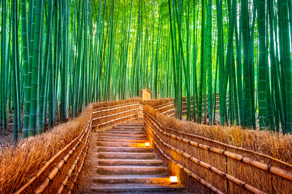 Immerse yourself in a tunnel of green with a stroll through Kyoto's bamboo forest