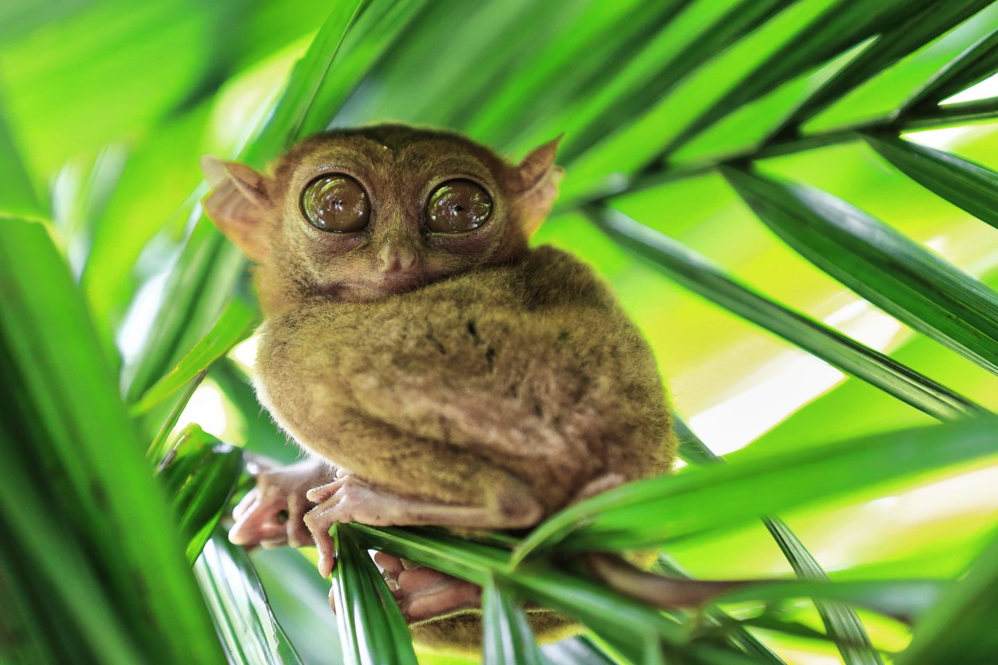 A Philippine tarsier, one of the world's tiniest primates, perches on a bamboo shoot at Bohol Island.