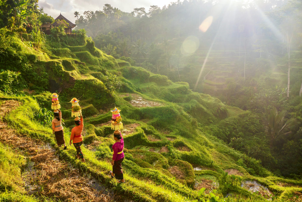Discover the picturesque Tegallalang Rice Terrace in Ubud, Bali