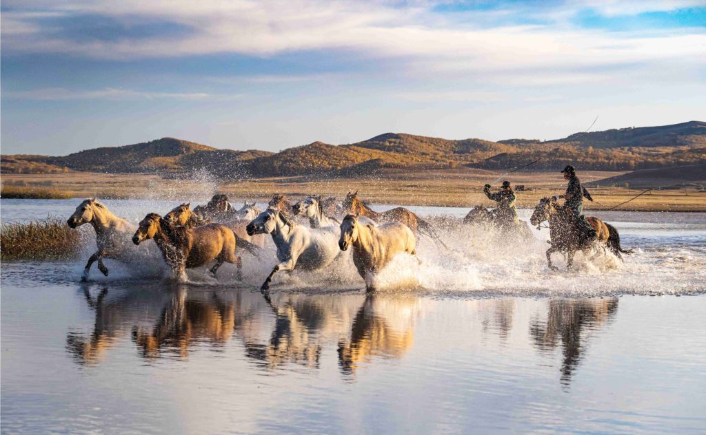A group of horses galloping through shallow waters, with riders on two of the horses.