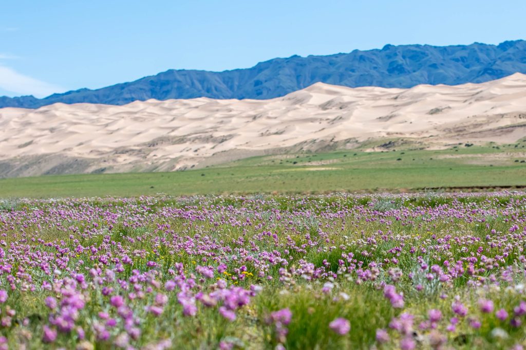 A beautiful view of a natural scenery with purple flowers, golden dunes, and blue mountains.