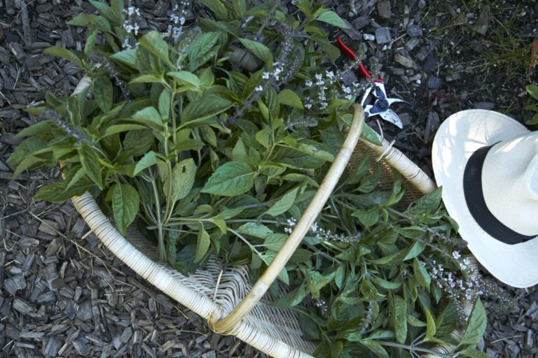 A set of gardening items, including shears, a hat, and a basket, placed near some trimmed plants.