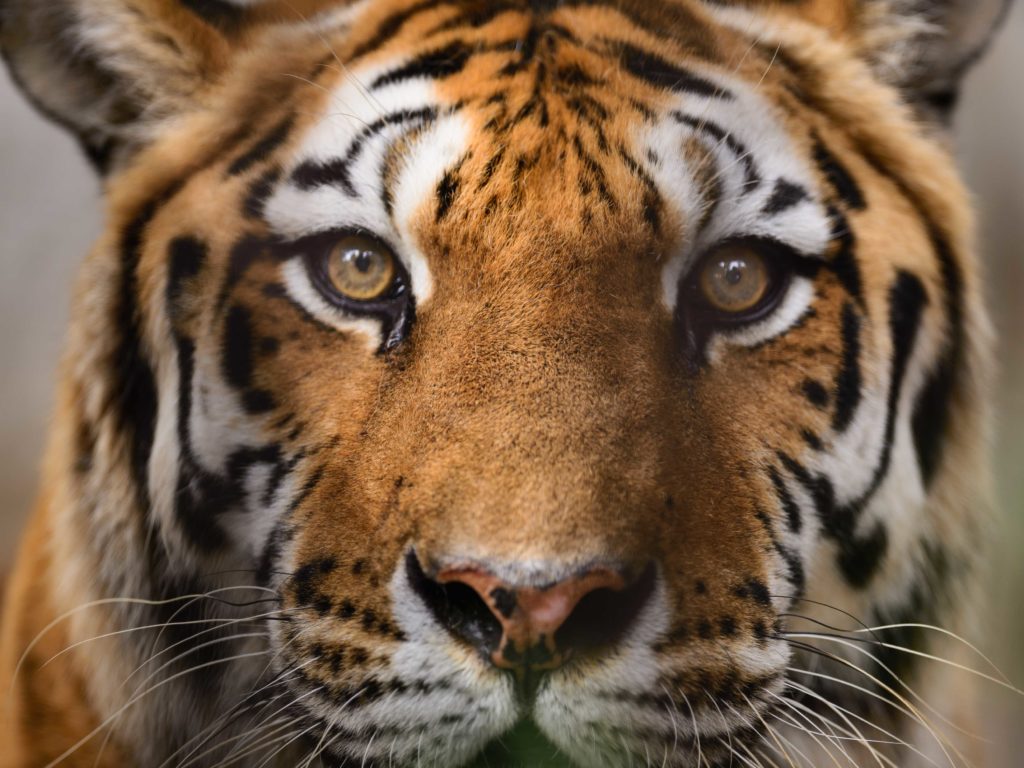 Close-up of a majestic Wild Bengal Tiger.