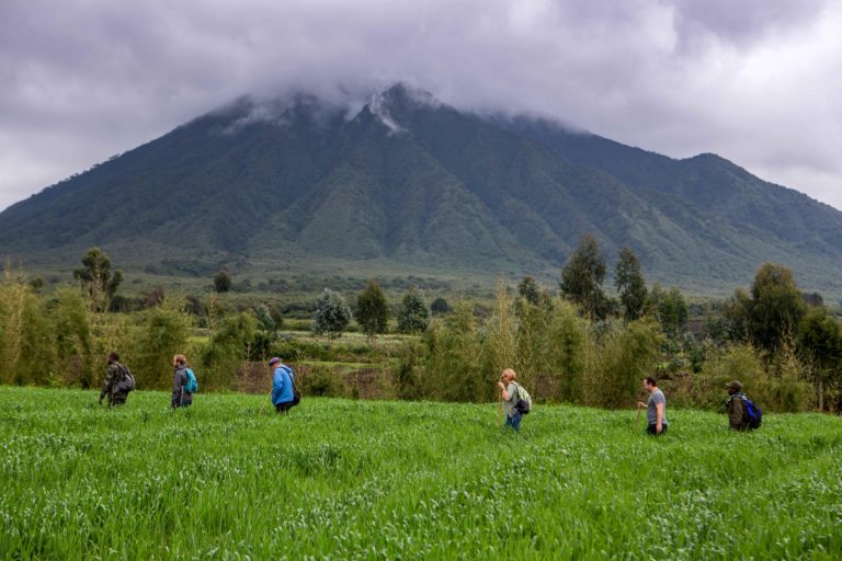 A group of hikers walking through a field with a mountain in the background.