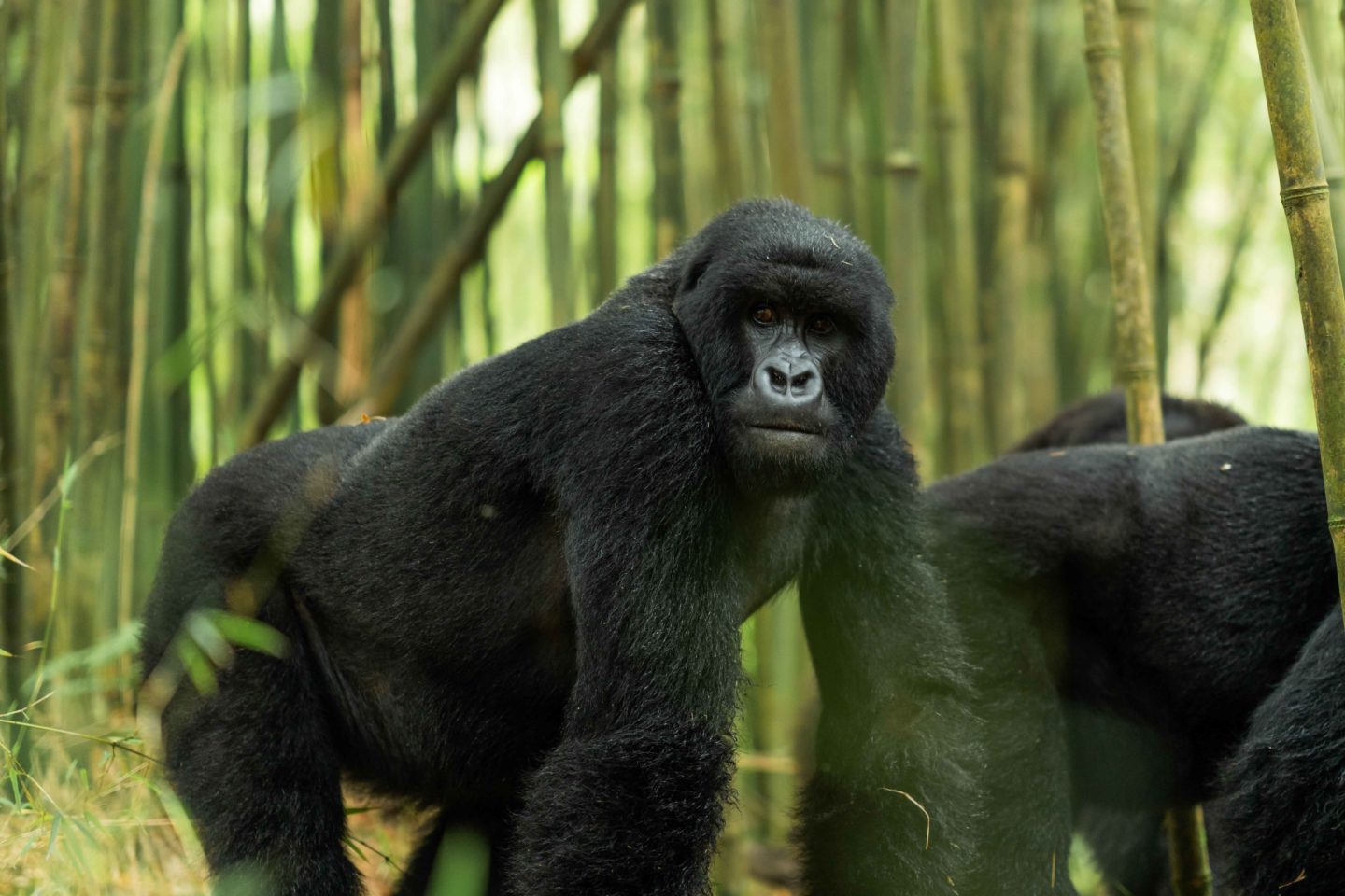 Gorilla walking through a bamboo forest.