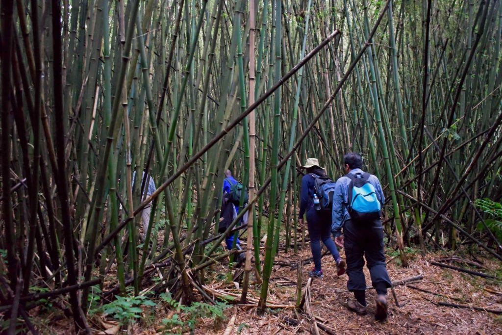 A group of hikers walking through a bamboo forest.