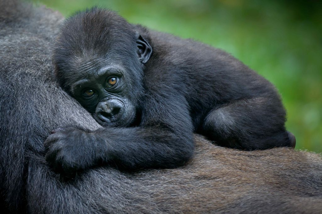 A gorilla resting its head on momma gorilla