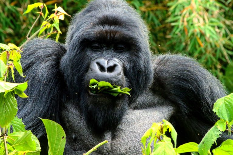 Silverback gorilla eating leaves in Volcanoes National Park