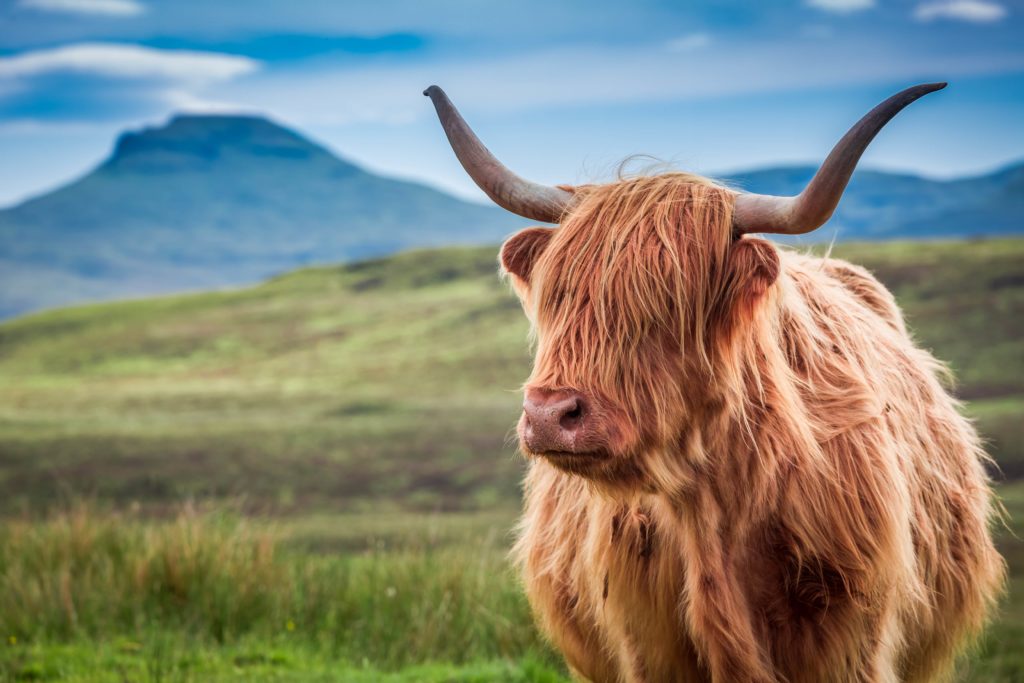 Adorable furry highland cow grazing in the picturesque landscape of the Isle of Skye, Scotland.