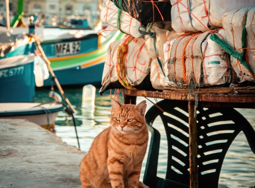 Cute ginger cat enjoying the sun on the docks in the harbor of Marsaxlokk in Malta.