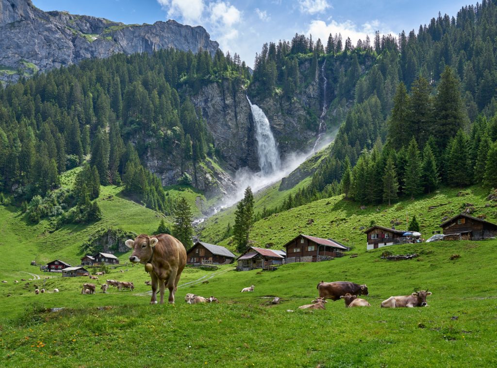 Swiss Alps panorama with cows, Stäubenfall waterfall, meadows, and farmhouses in Äsch village, Uri, Switzerland.