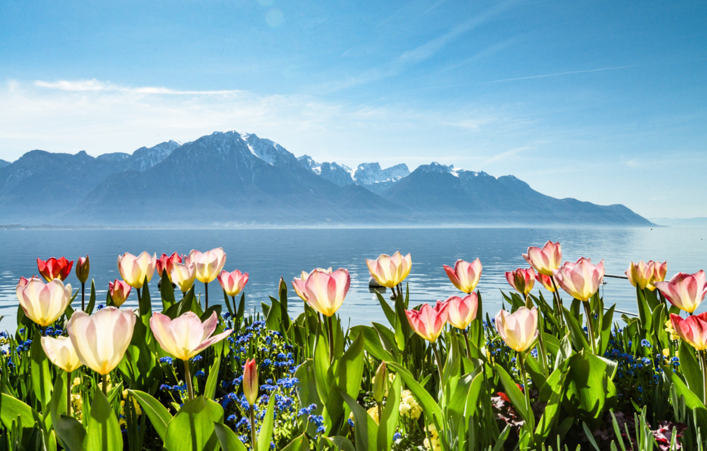 Vivid tulips in full bloom overlooking the tranquil waters of Lake Geneva