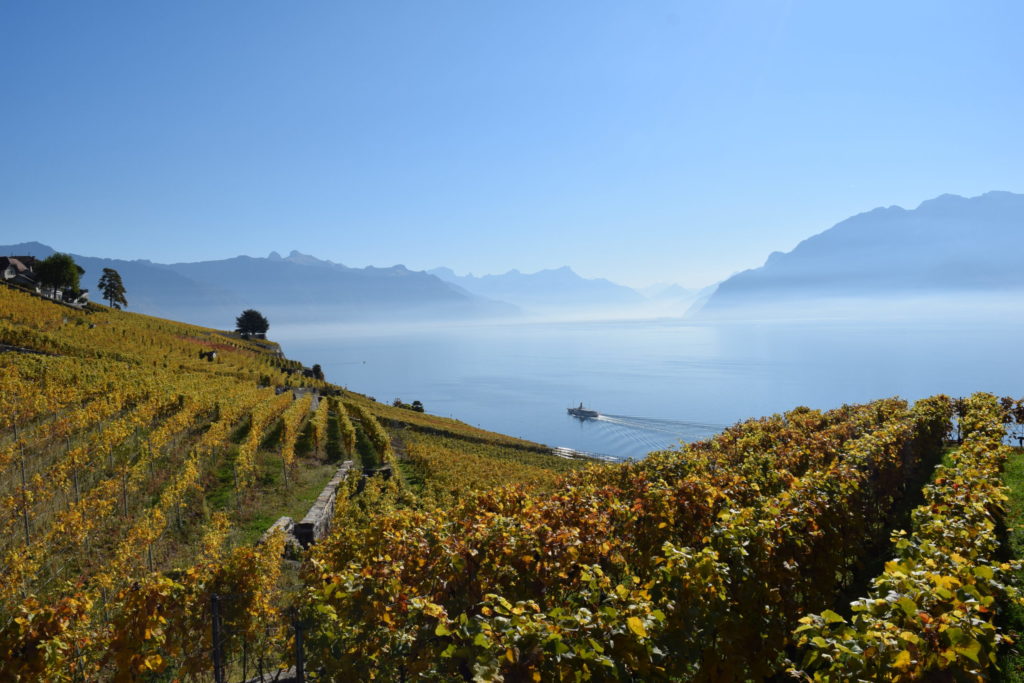 A mesmerizing view of the Lavaux Vineyards in Switzerland, where terraced slopes meet the shores of a tranquil lake, creating a breathtaking landscape.