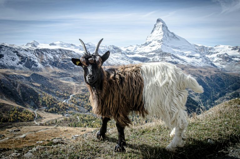 Scenic view of the Valais Alps with the iconic Matterhorn in the background, featuring a goat.
