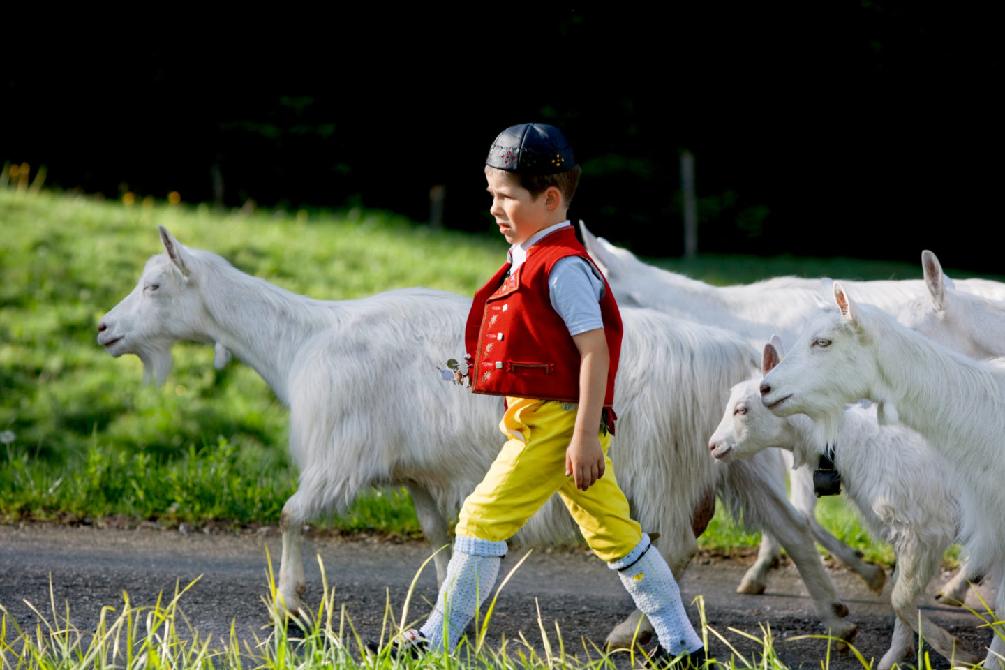 A young boy leading a group of goats through a grassy field