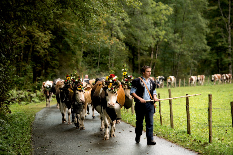 A man leading a group of cows down a road guiding them with ease