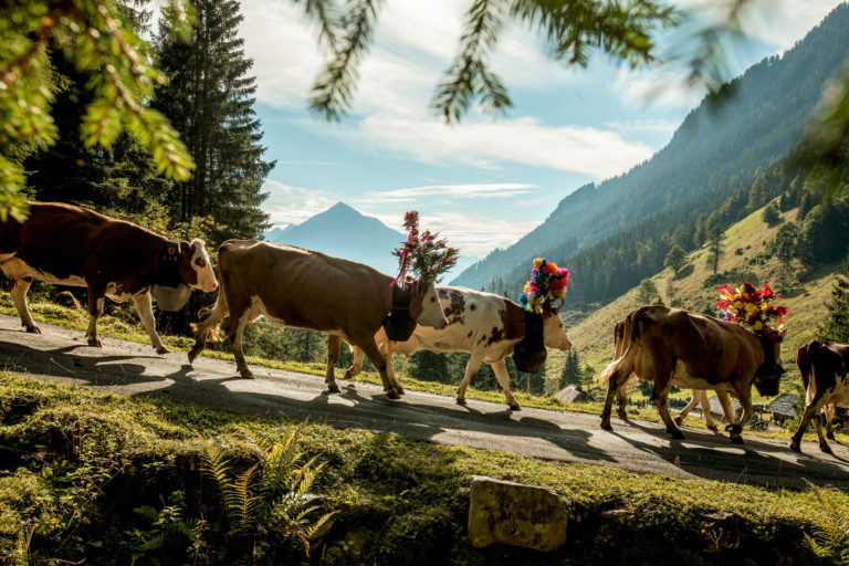 Cows with flowers on their heads walking down a mountain road.