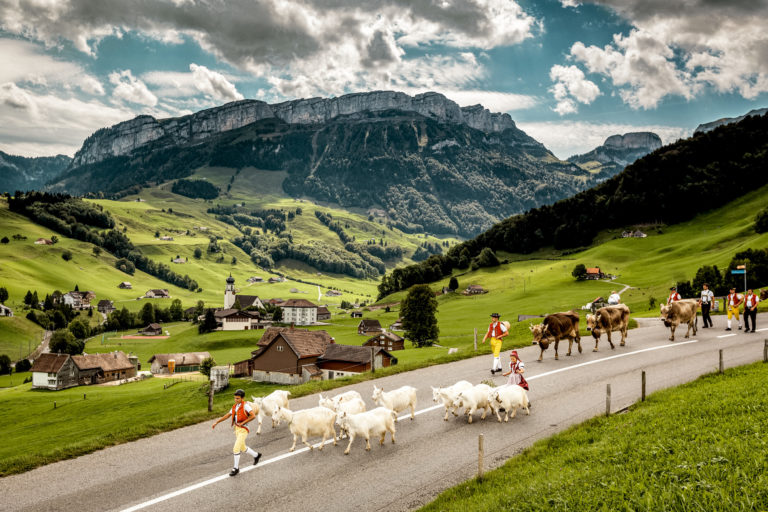 People walking on a road with a herd of sheep in a rural setting